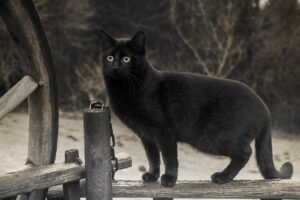 cat, animal, black, black and white, superstition, feline, astonishment, cute, portrait, pet, nature, fur, hairy, mammal