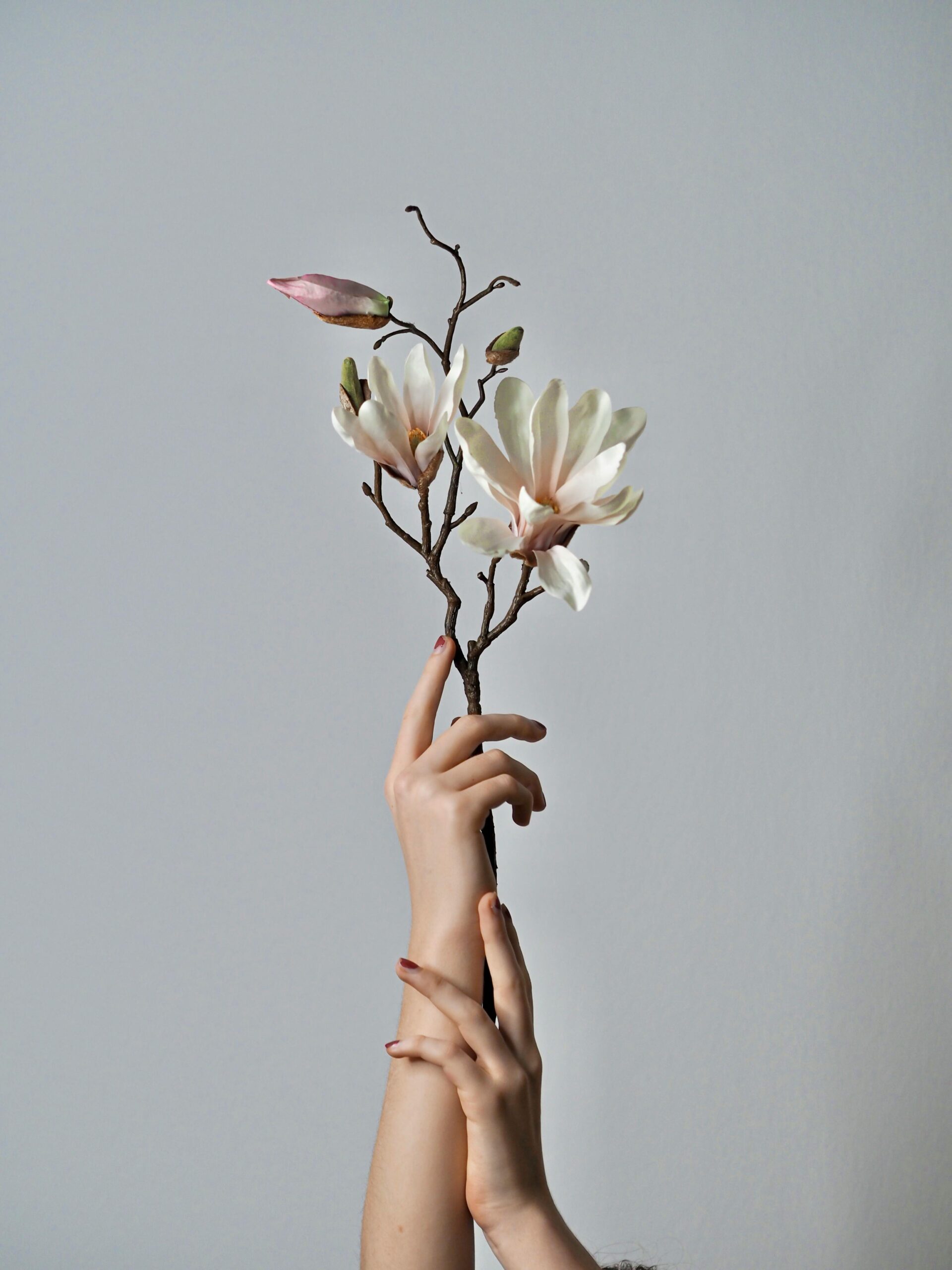 Hands delicately holding a magnolia branch against a soft background, showcasing the beauty of nature.