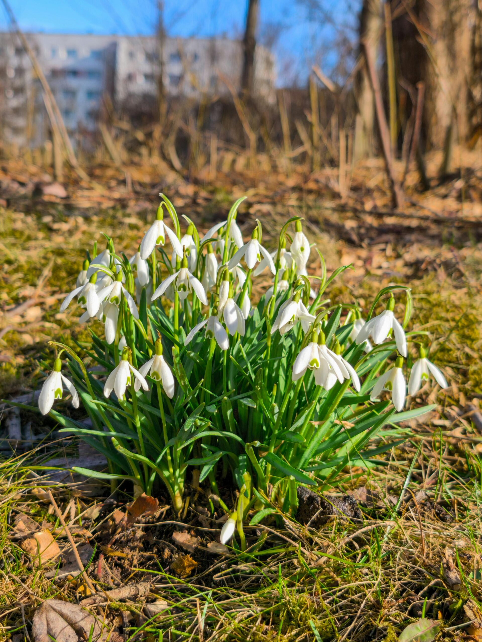 Cluster of snowdrops blooming in an urban park in Germany, signaling the arrival of spring.