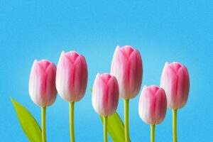 Bright pink tulips against a vibrant blue sky, symbolizing spring and renewal.
