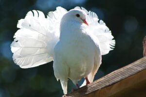 beautiful dove, white dove, bird, nature, animal, pigeon, feathers, symbol, romantic, hope, fly, wild, white dove, white dove, white dove, white dove, white dove, pigeon, pigeon, hope