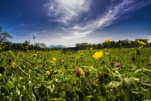 Bright wildflower meadow with blue sky and bench in Bavaria, Germany.
