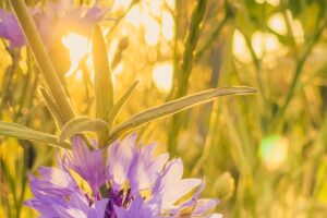 Close-up of vibrant cornflowers in a sunlit field capturing summer's essence.