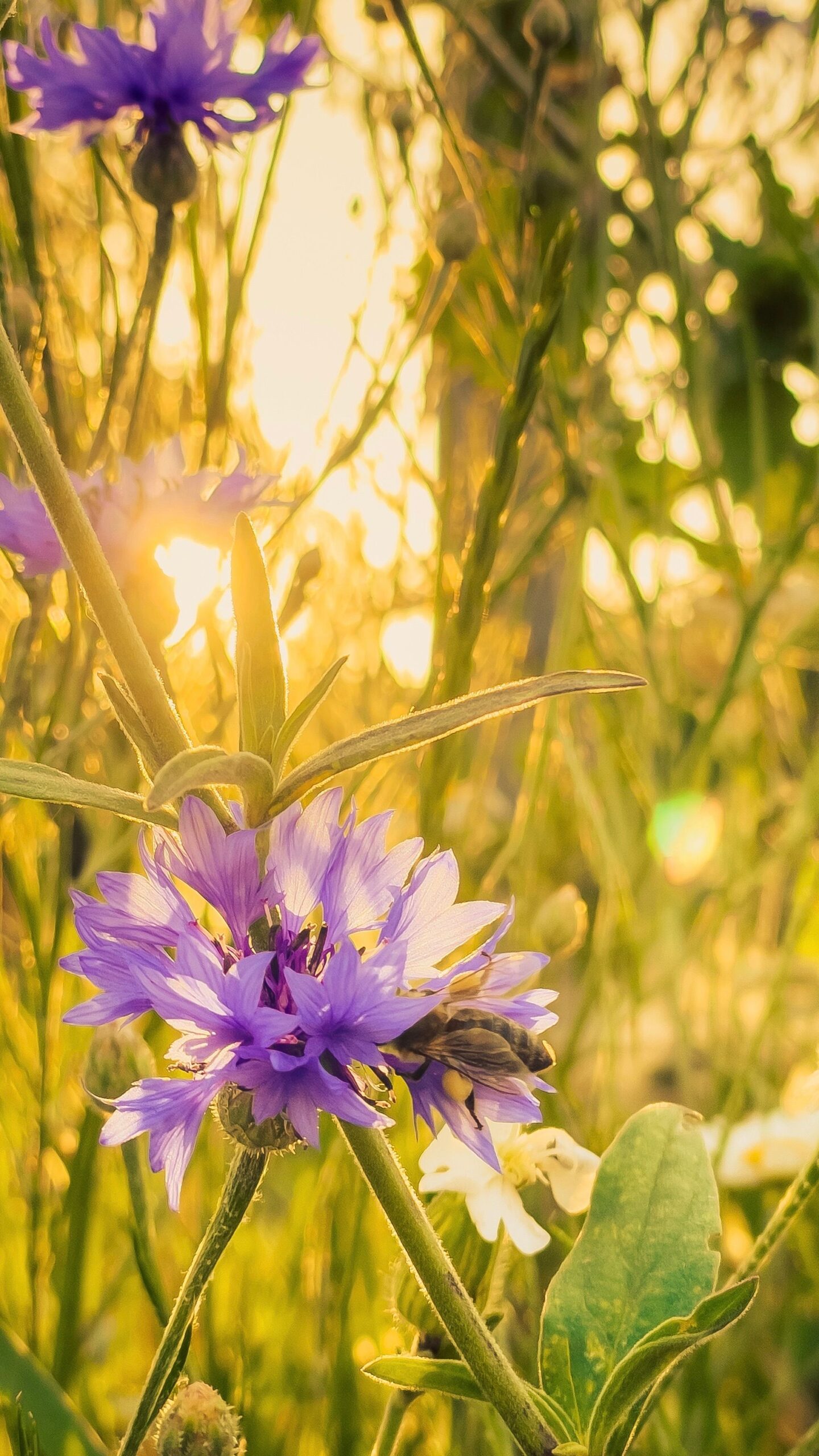 Close-up of vibrant cornflowers in a sunlit field capturing summer's essence.